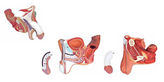 Male Genital Organ 4 Parts